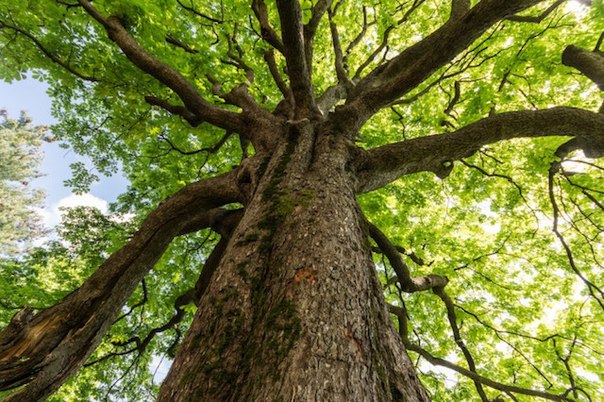 10 ошеломительных фактов о деревьях - фотография