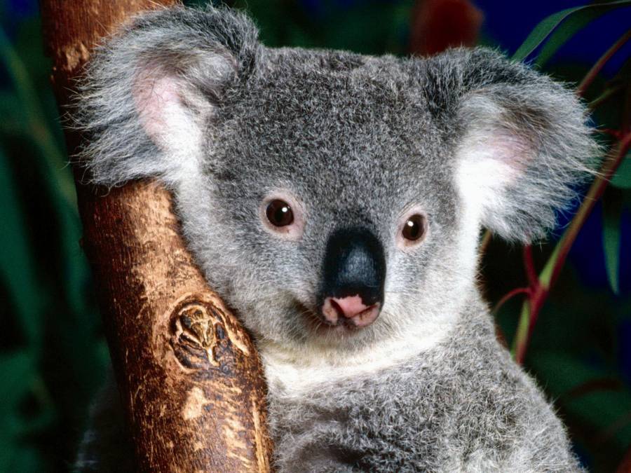 Чем примечательны коалы - фотография