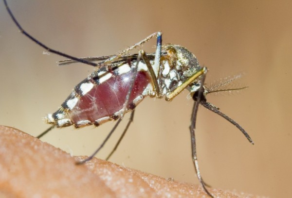 Почему комары так любят человеческую кровь - фотография