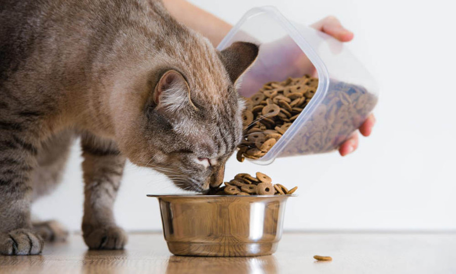 Советы от Vet Clinic: как правильно кормить кошку - фотография
